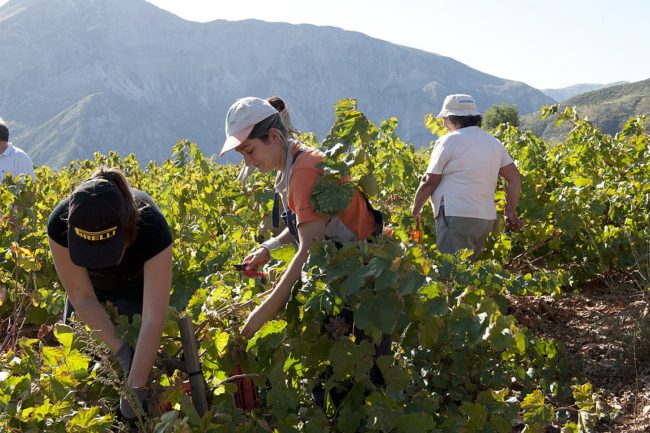 real-oinoxeneia-header